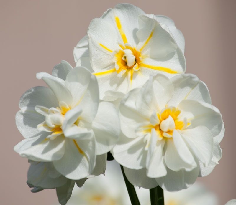 Very fragrant flowers