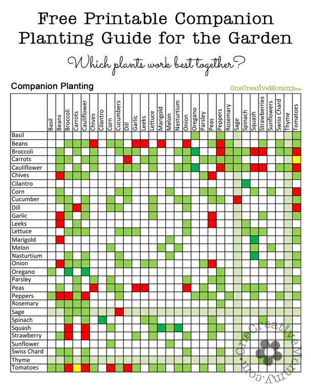 When to plant which vegetables