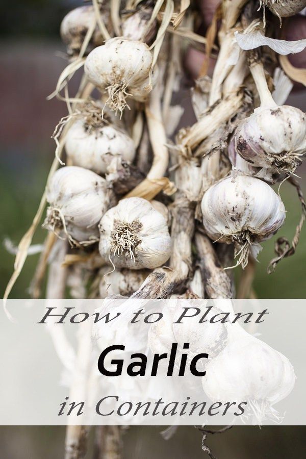 Grow garlic garden