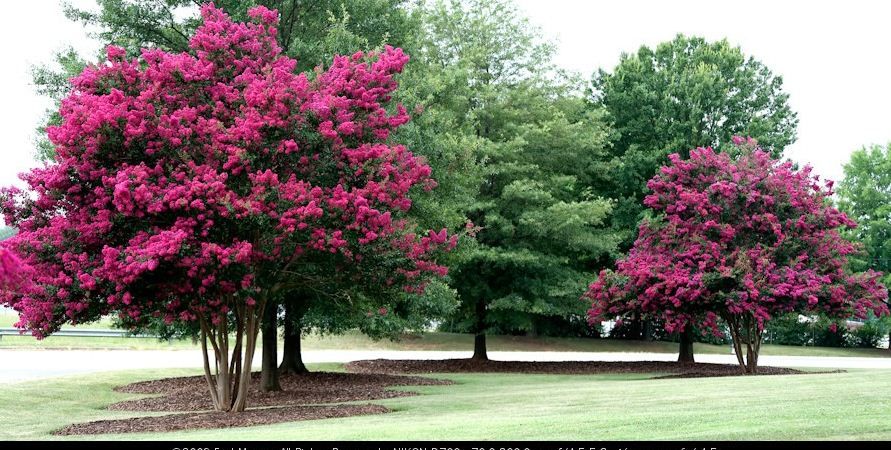 Crepe myrtle bloom