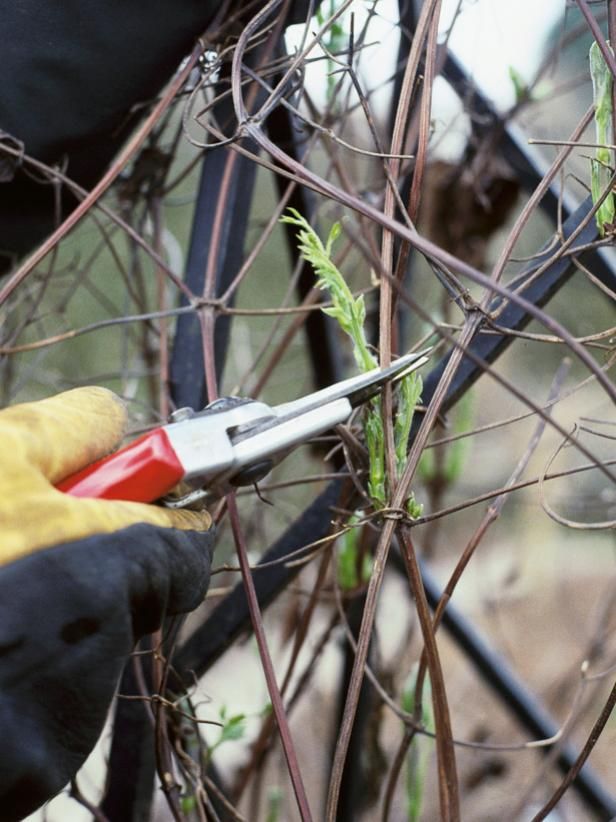 Climbing rose bushes pruning