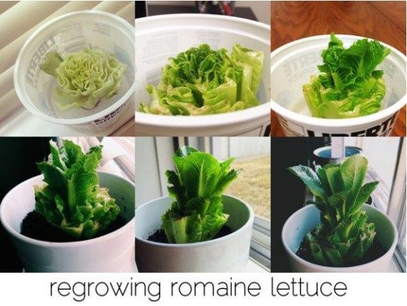 When to plant lettuce outside