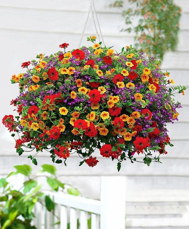 Best plants for hanging baskets