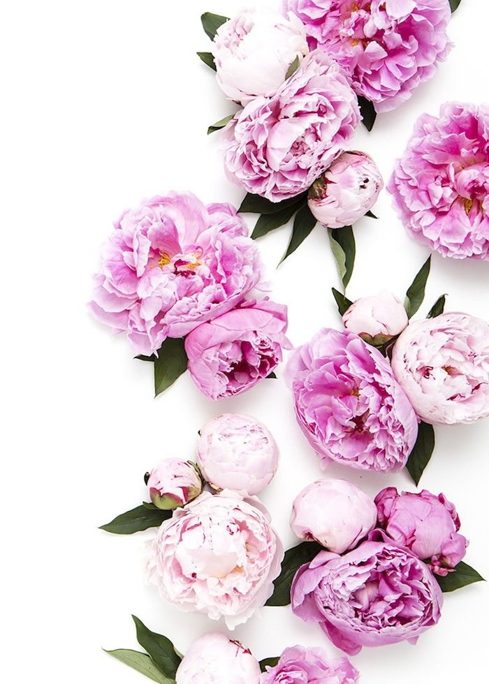 Can you cut peonies