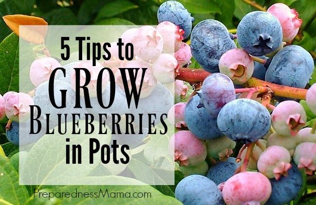 Growing blueberry bushes