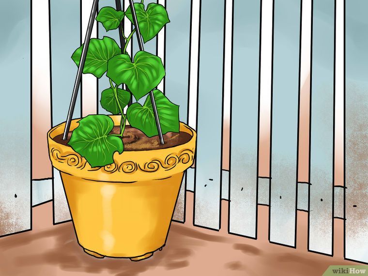 Planting cucumbers in pots