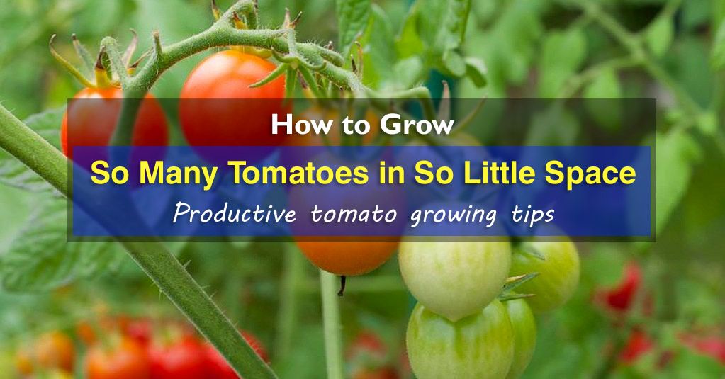 Plants that grow well with tomatoes