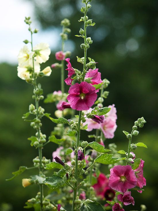 Planting hollyhock seeds in the fall