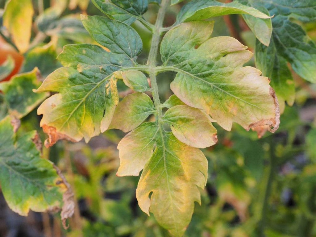 Why do leaves turn yellow on tomato plants