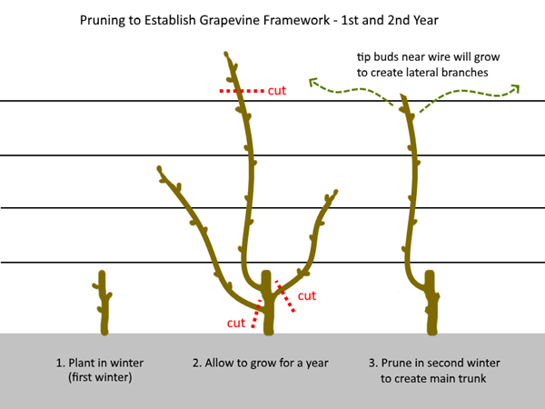 Pruning basil plants