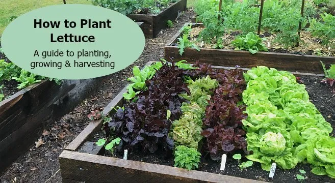 Lettuce plants care