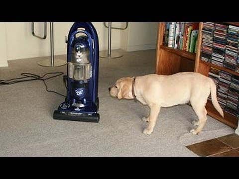 Best vacuum dog hair carpet