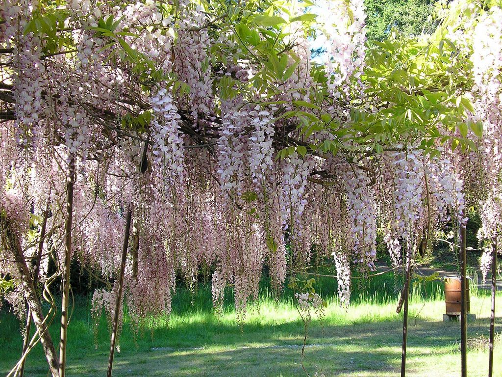 How and when to prune wisteria