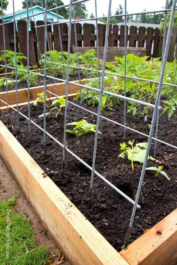 Trellis for vegetable gardens