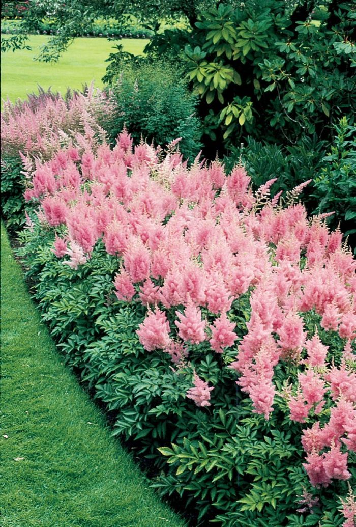 Flowering ornamental shrub