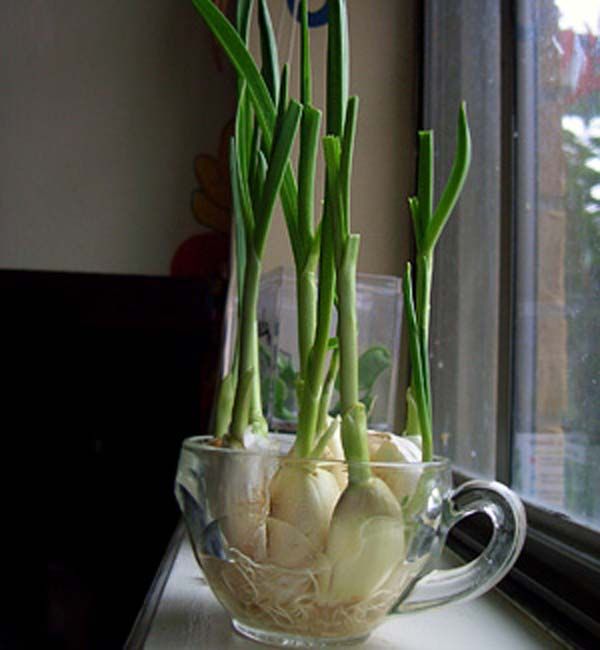 Growing garlic at home