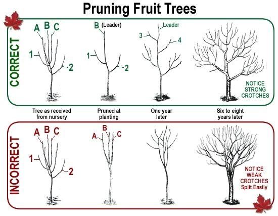 Best cherry trees to plant