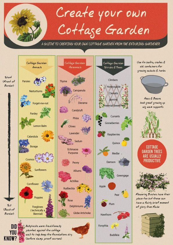 Tall cottage garden plants