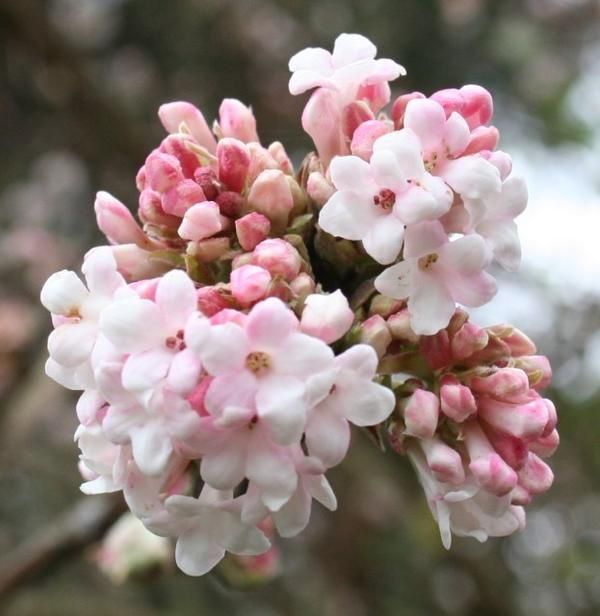 Fragrant pink flowers