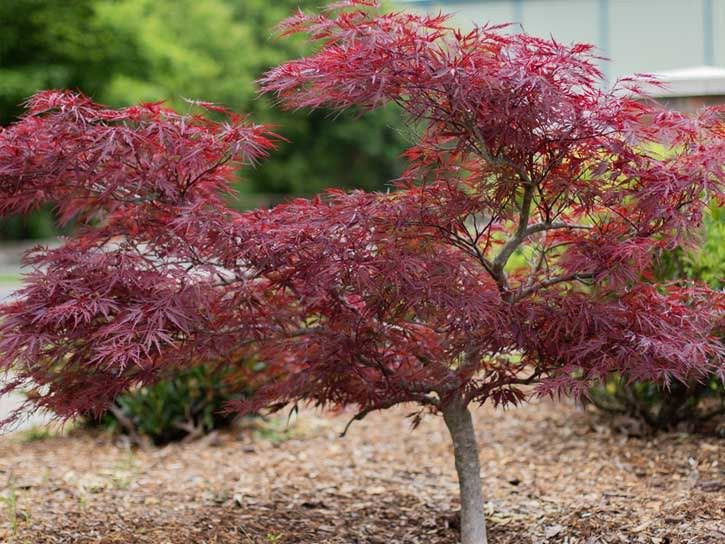 Japanese red maple pruning