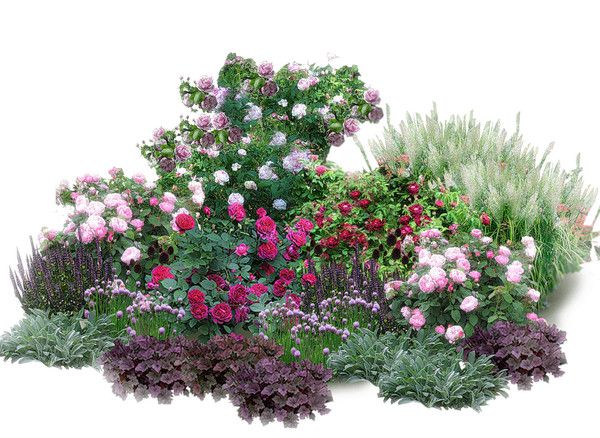 Evergreens for flower beds