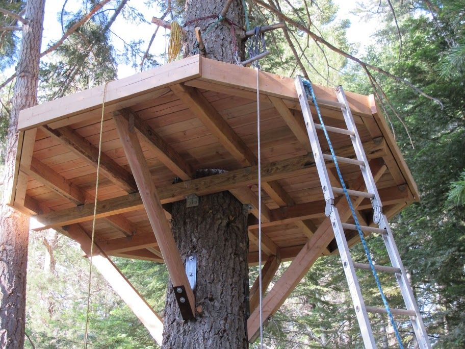 Bat house on tree