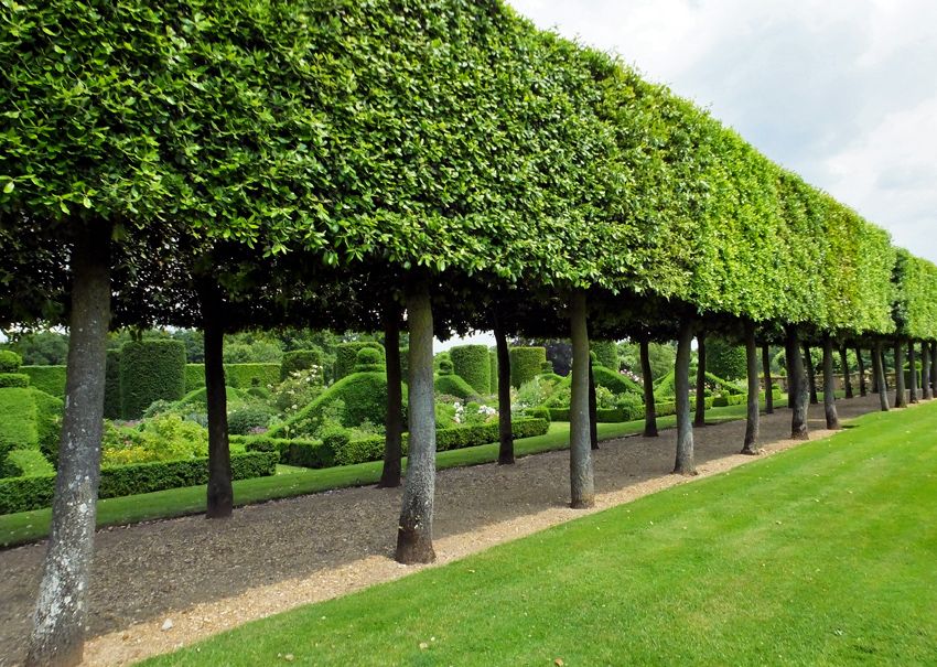 Hedges for shade