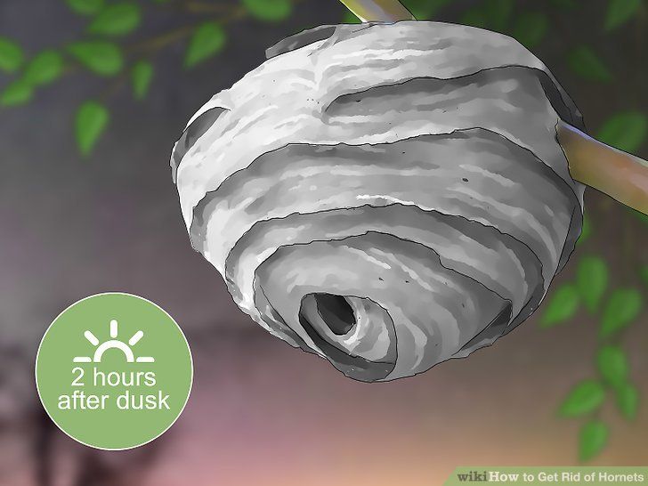 How to get rid of ground bees nests