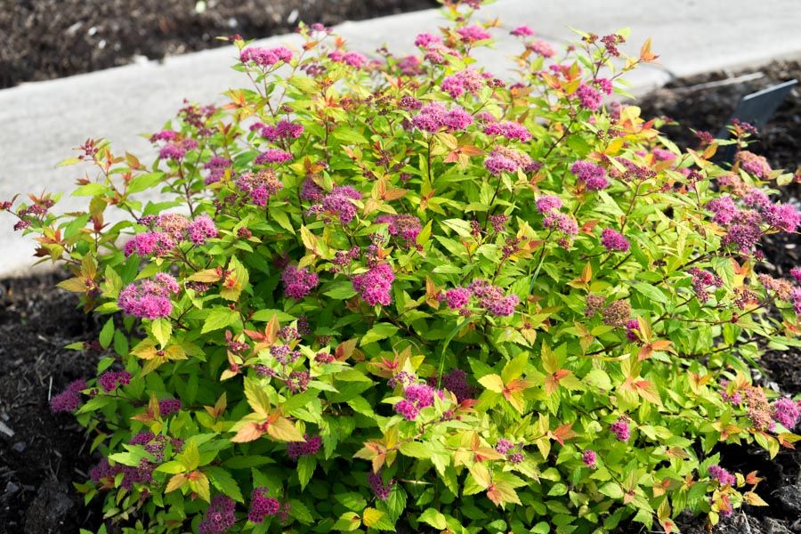 Most colorful shrubs