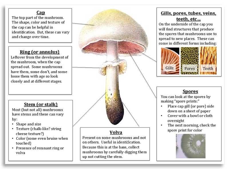 Getting rid of mushrooms in lawns