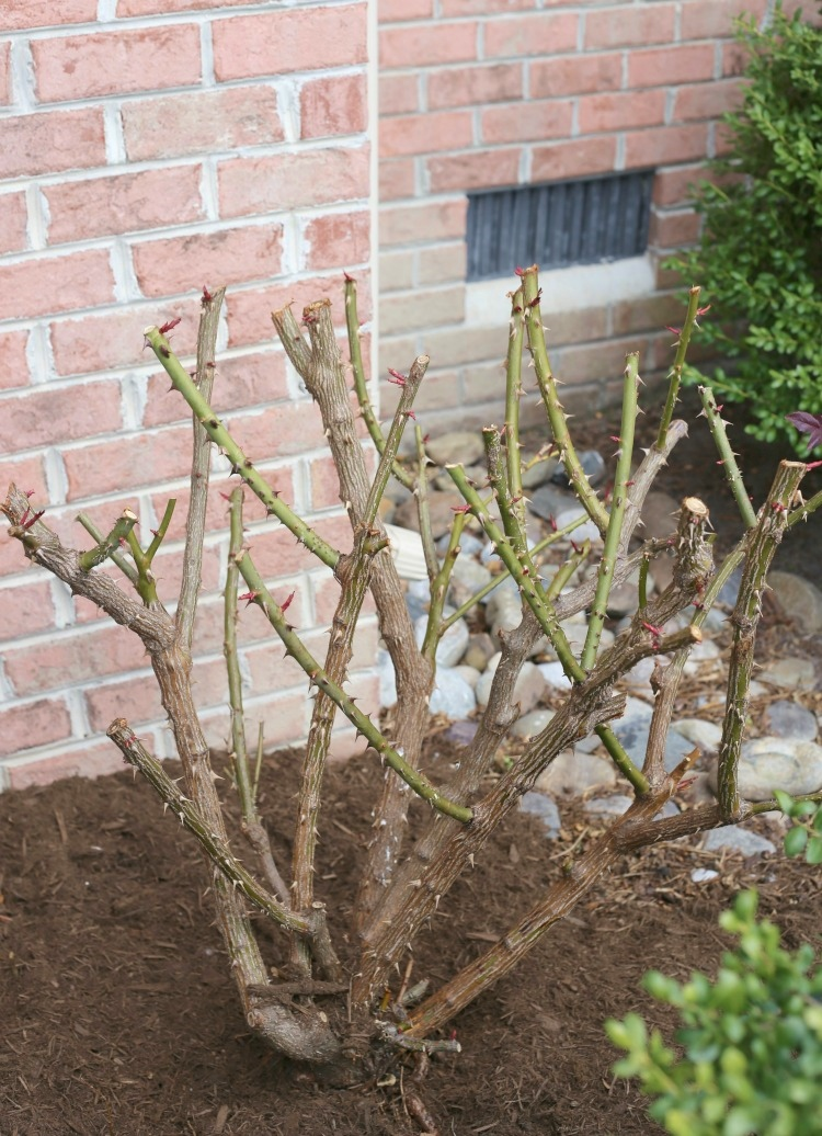 How to prune a gardenia bush