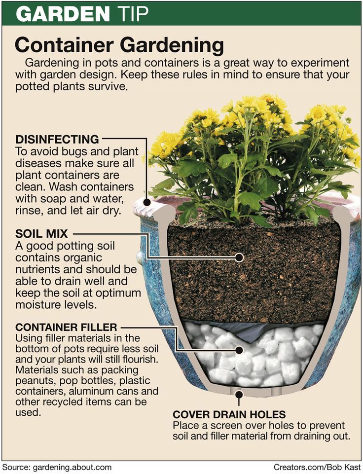 How to plant a flower bed