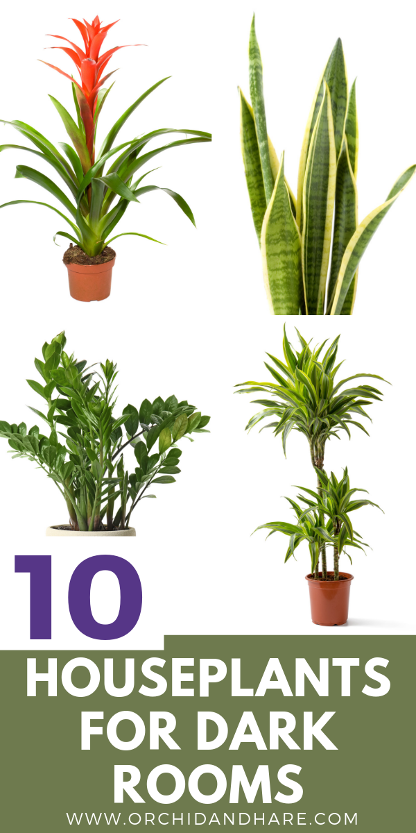 Houseplants for good energy