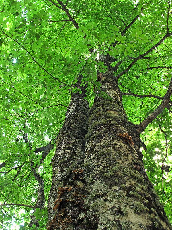 Large canopy trees