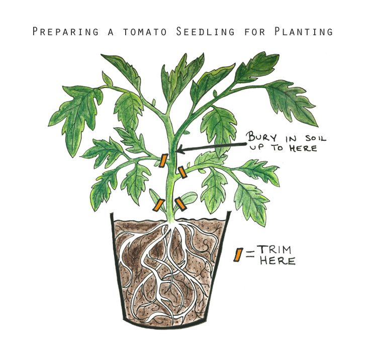 Plant tomatoes next to