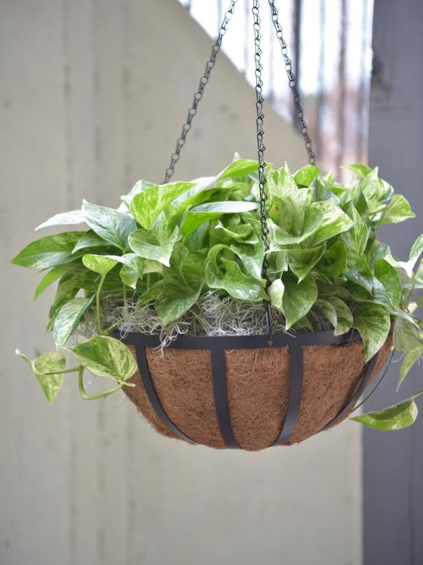 Hanging basket greenery