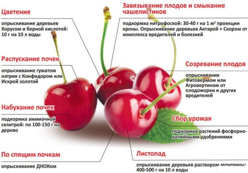 Best time to trim cherry tree