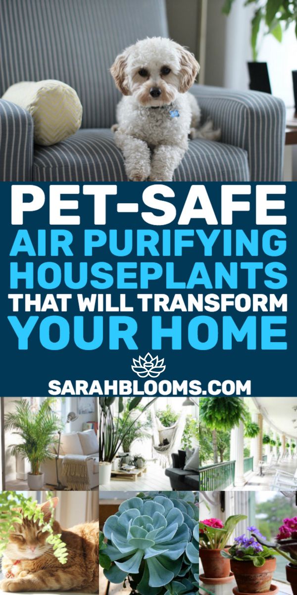 Best air purifying house plant