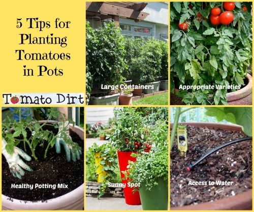 Plants that grow well with tomatoes