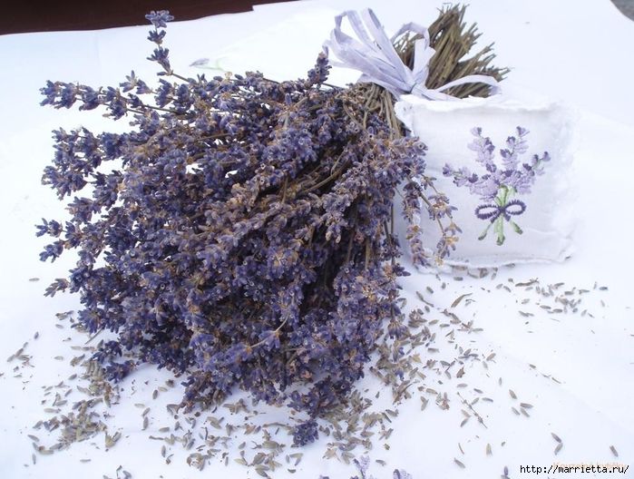 Care for lavender in winter