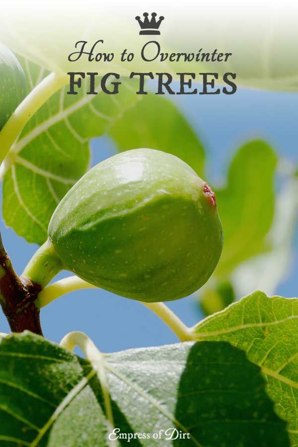 When to cut back fig trees