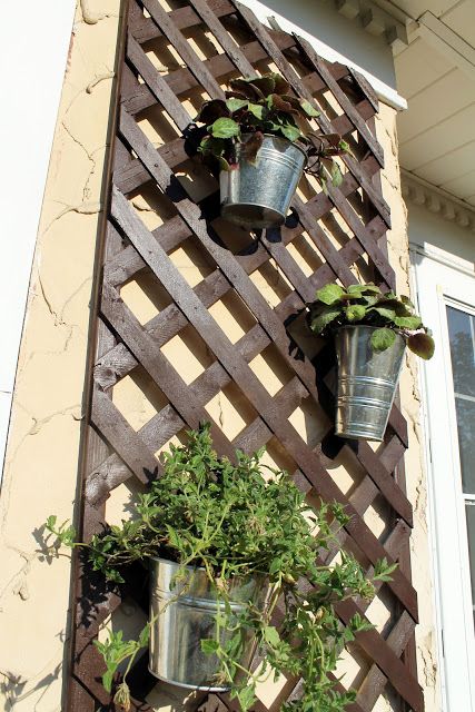 Plant for balcony privacy