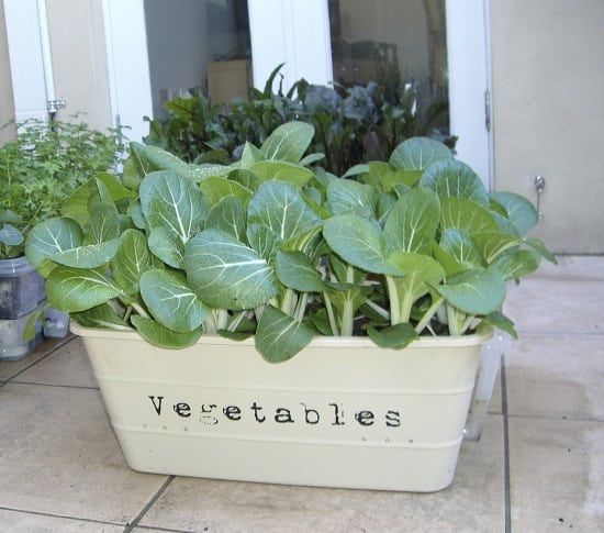 Growing vegetables container