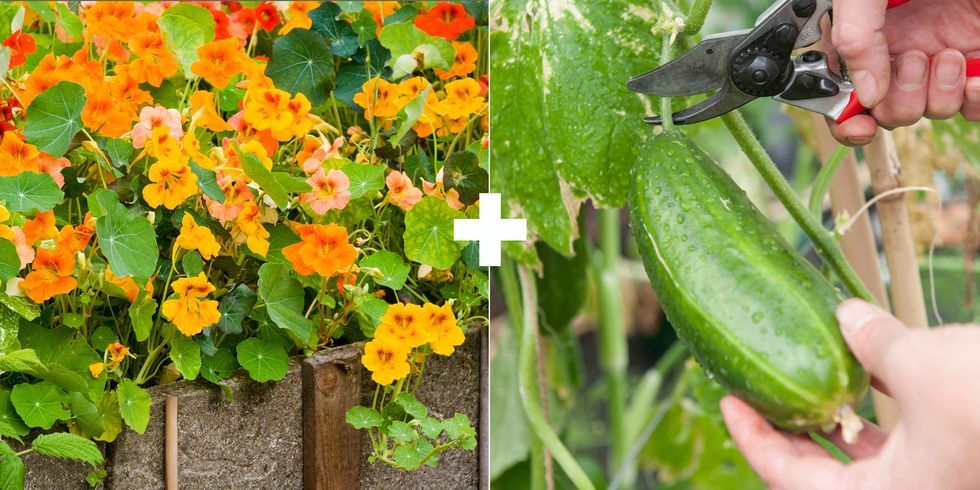 Cucumber planting companions