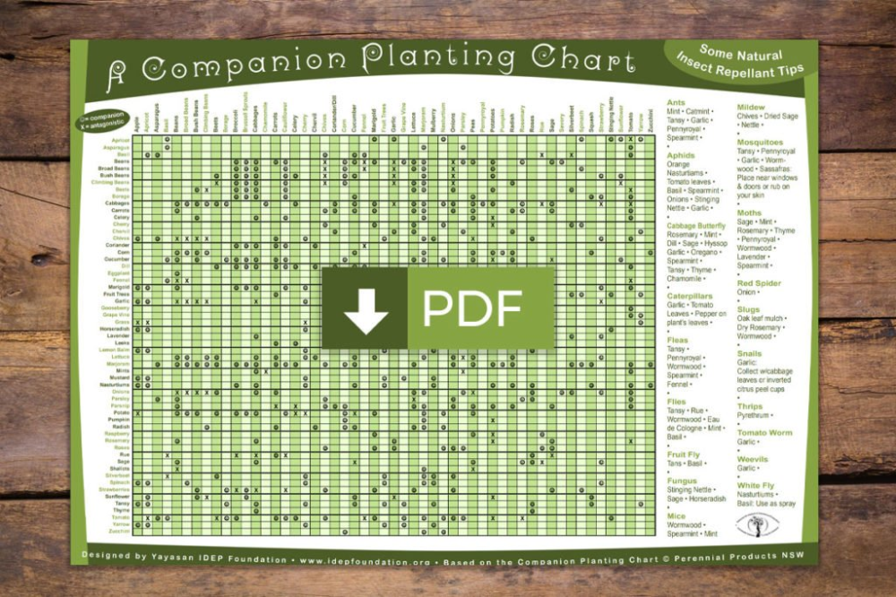 Companion plants with onions