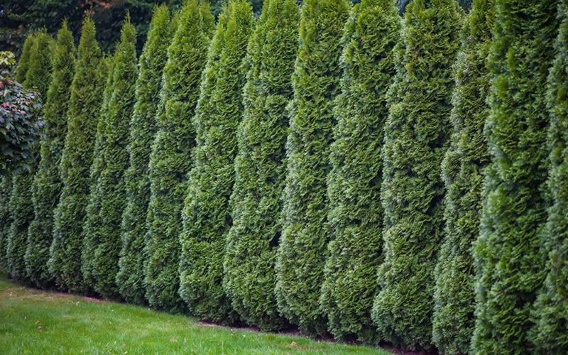 Best hedge trees for privacy