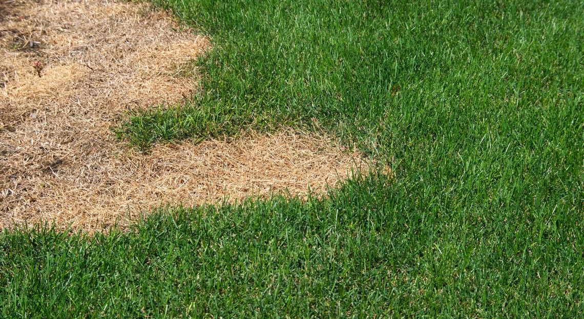 Fix lawn patches