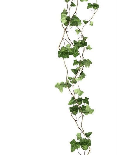 Invasive climbing vines