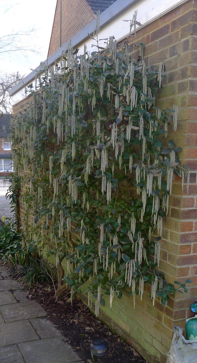 Plants for a north facing garden