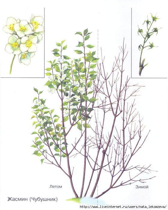 Where to plant jasmine